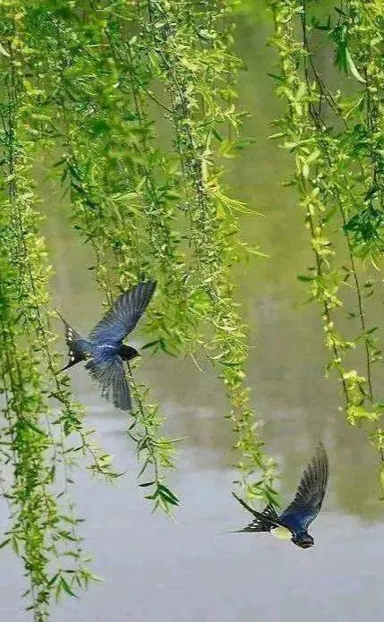 上联：依旧柳燕共舞，重逢喜悦多；
下联：？？