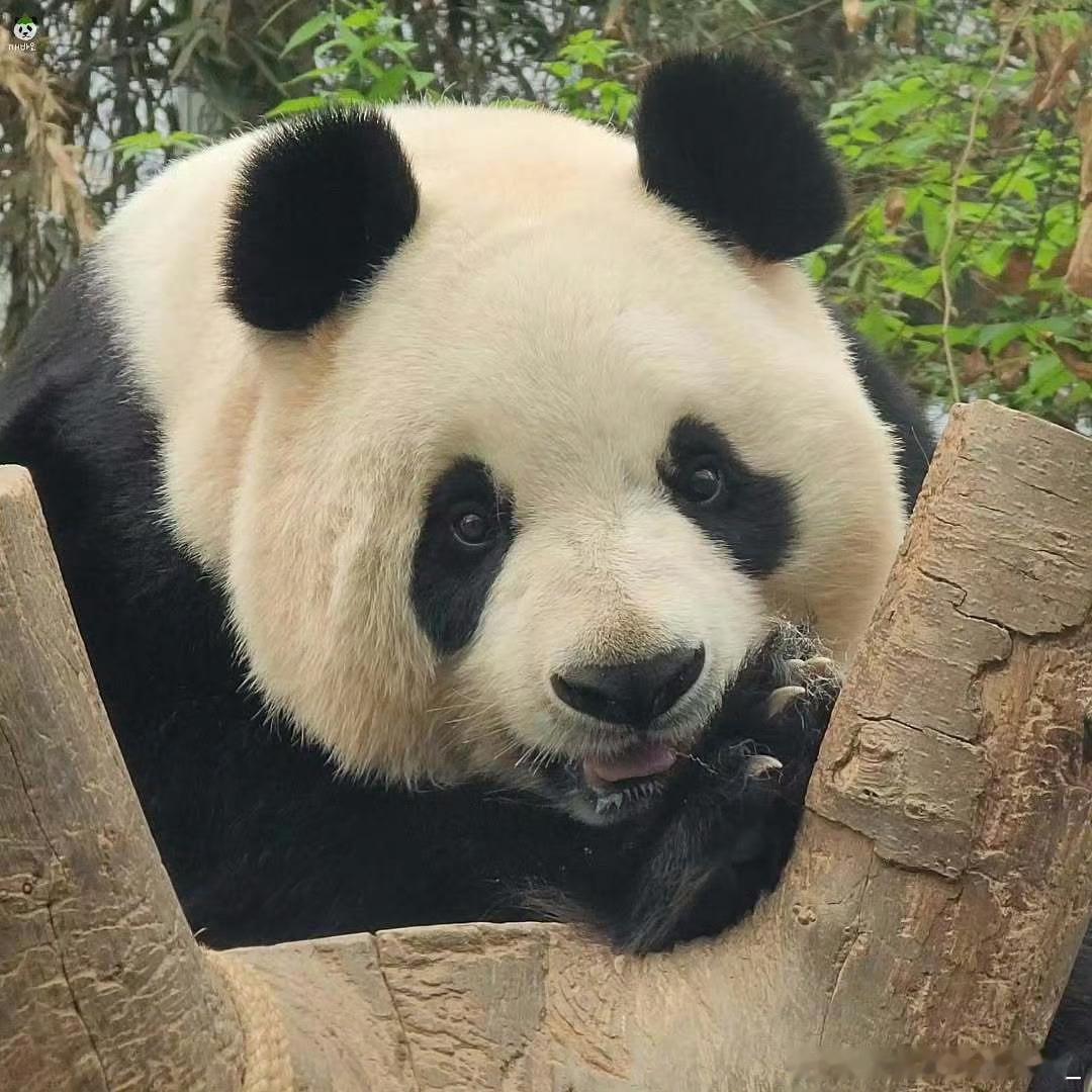 每天早起打卡早安～ 