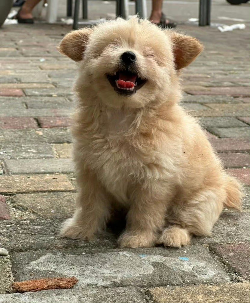 狗子：我准备好了，拍吧📸️ ​​​