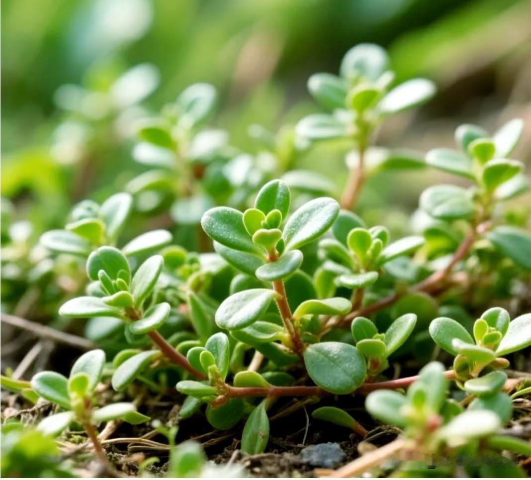 ☆.路边的野草，很多都是“宝”

先说说安全的。蒲公英浑身是宝，清热解毒是一把好