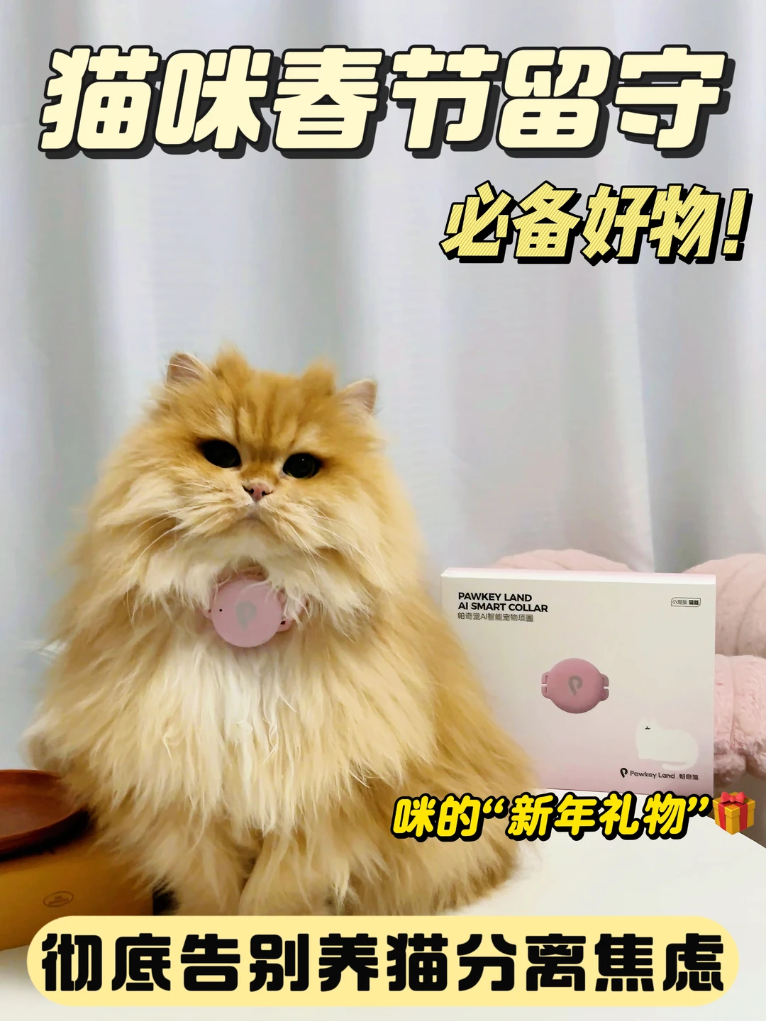 春节猫咪留守必备！安心出行不焦虑🍯