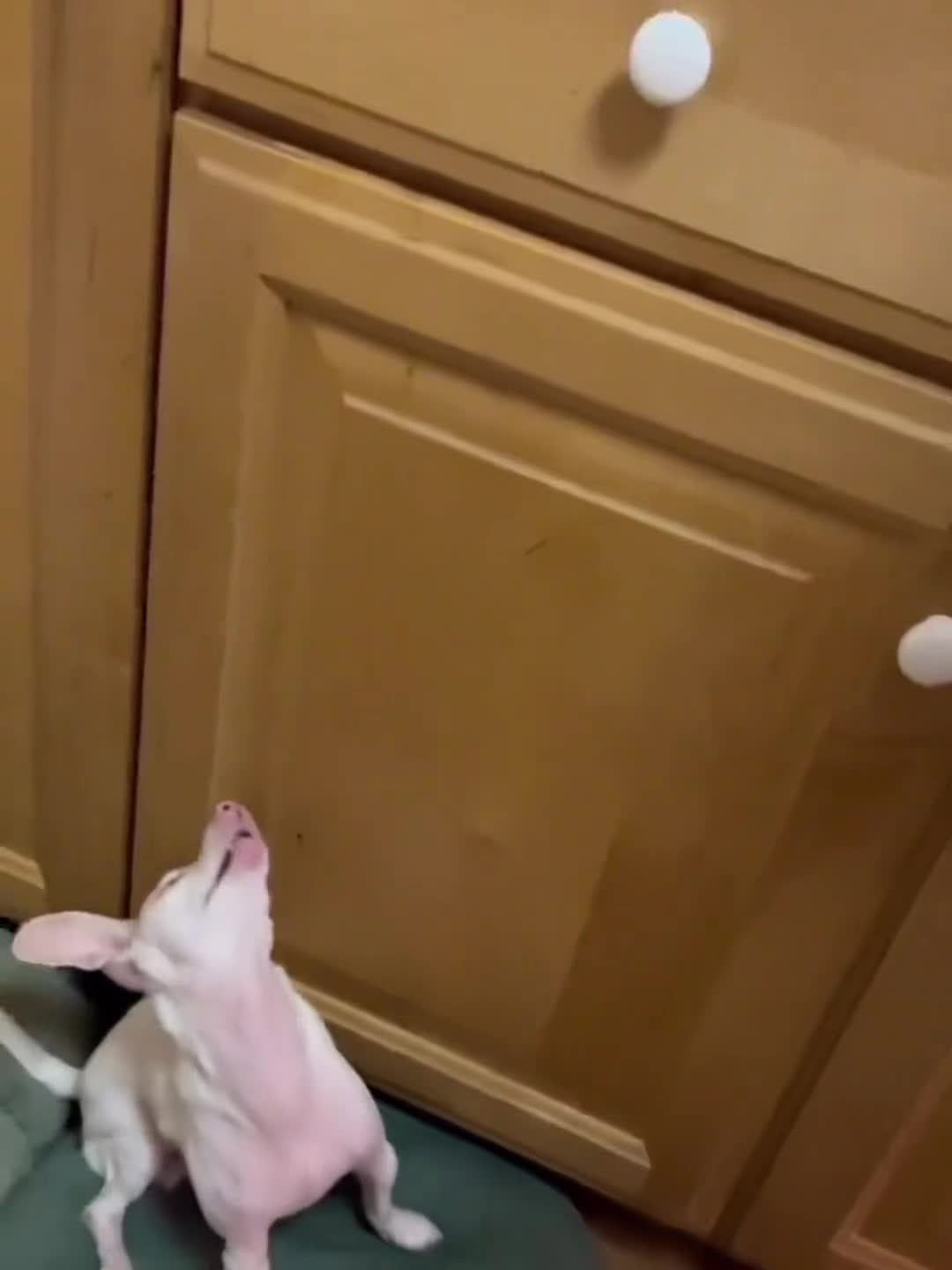 我与其它狗不一样