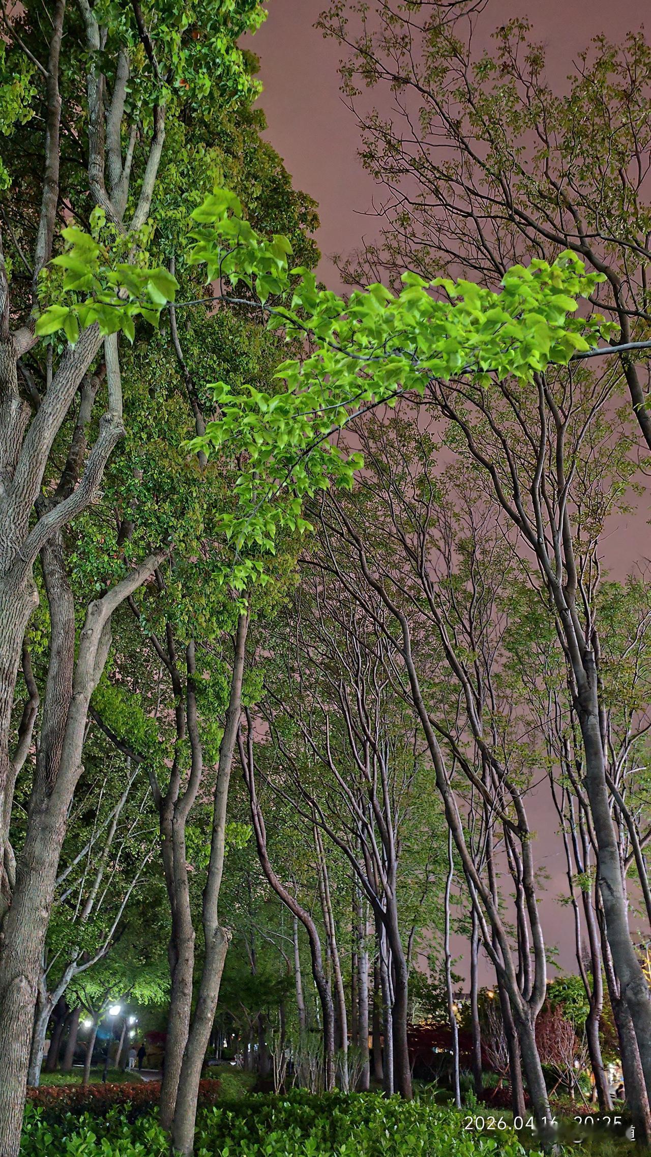 随手拍摄的花草树木树木翠绿映夜空