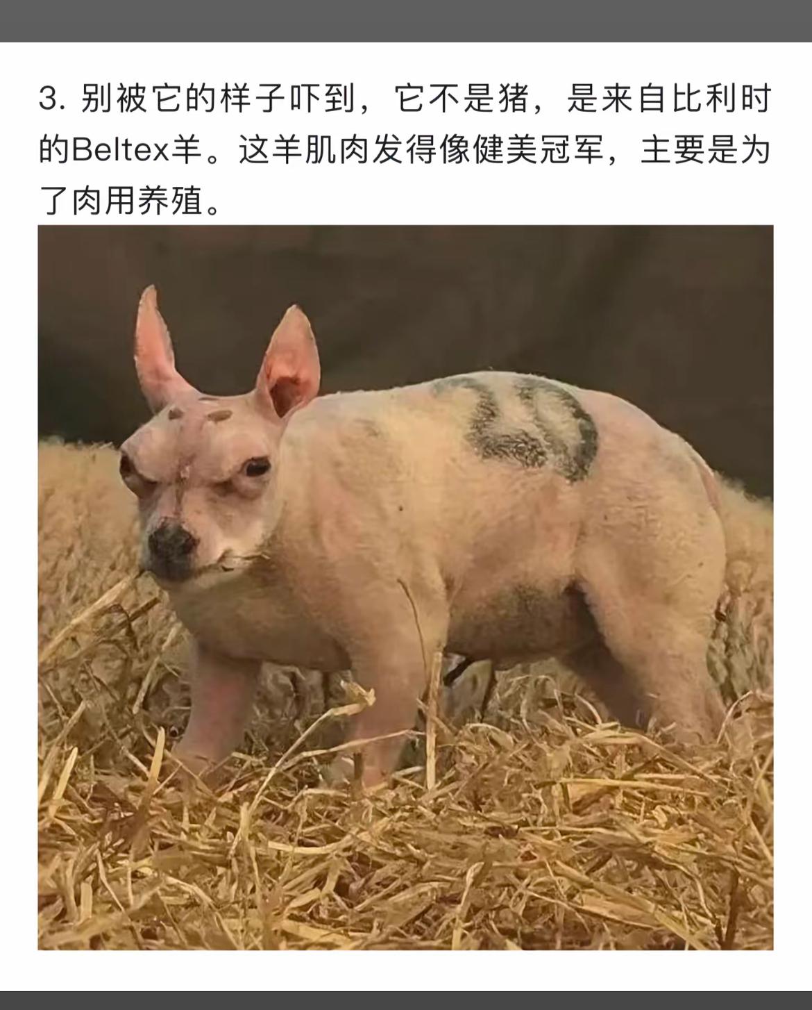 这羊看起来有点“秃”，但很健美。