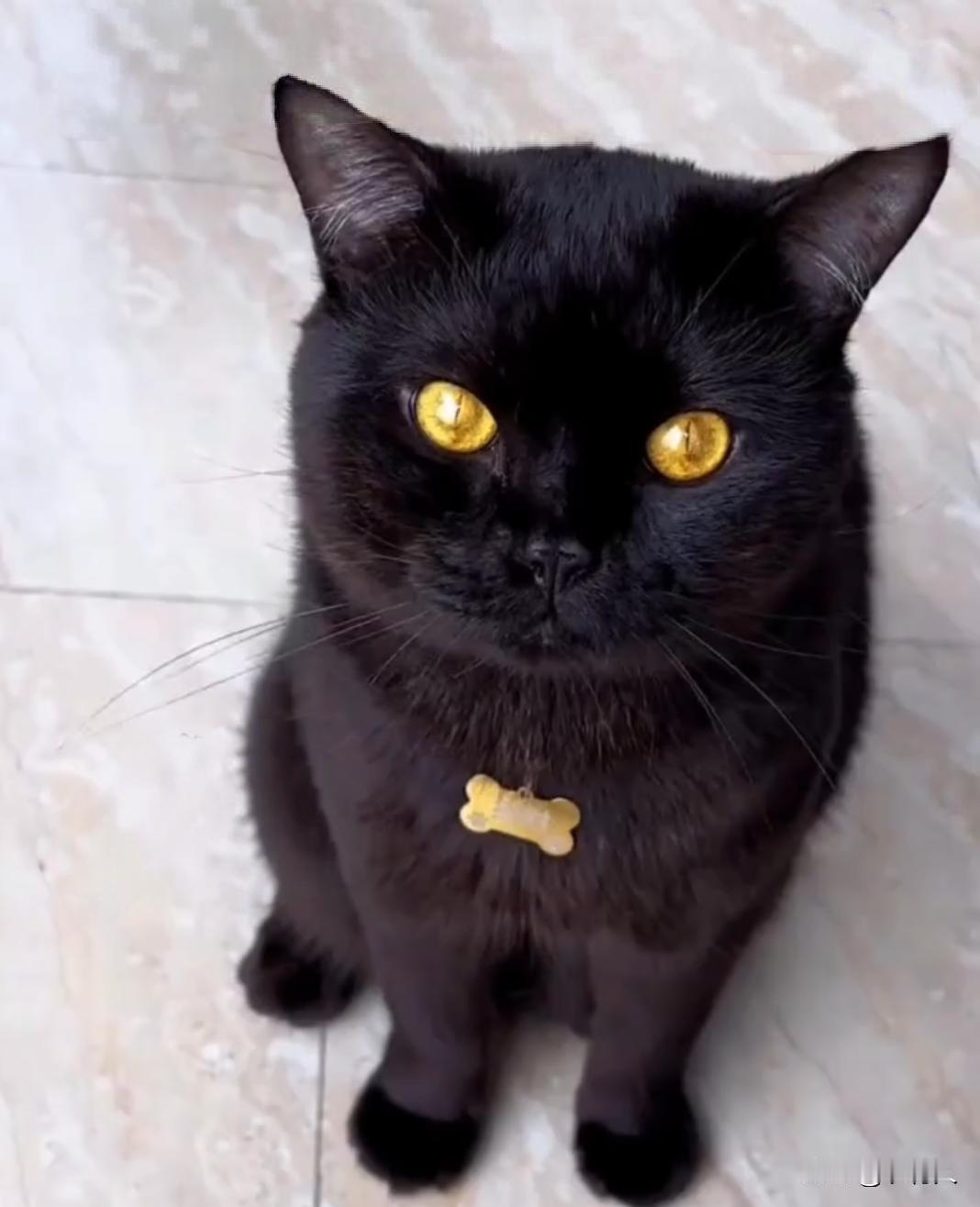 女生晒自己的黄金瞳玄猫，“金瞳招财、玄毛镇宅”是古人眼里的招财猫。网友：金光灿灿