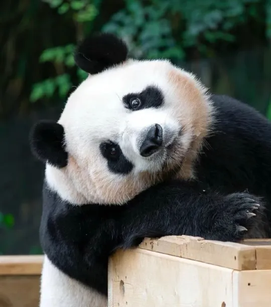可爱到犯规了！
