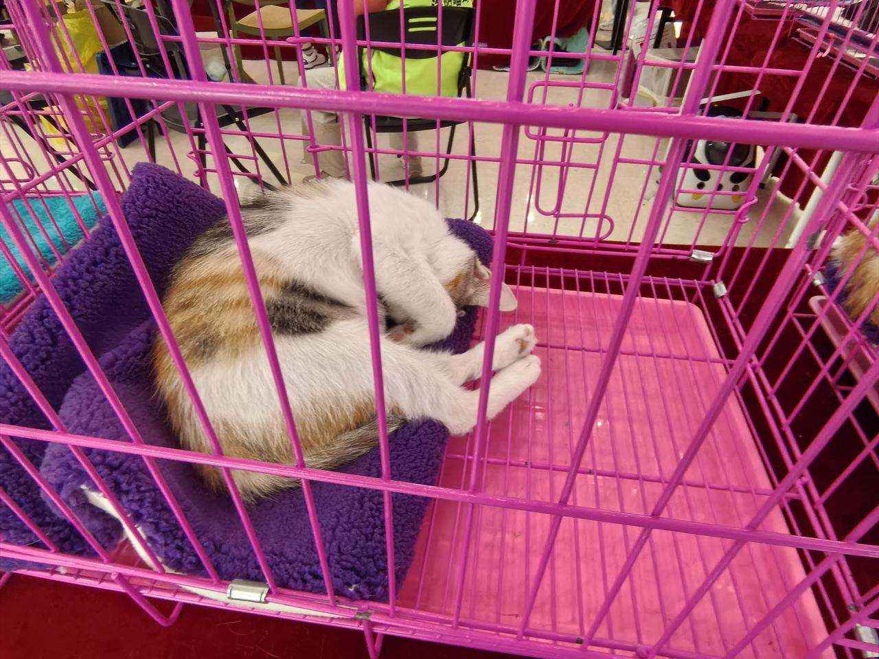 今天逛王府井，看见了好多小猫。
 
一个个毛茸茸的，模样是真招人喜欢，我忍不住拍