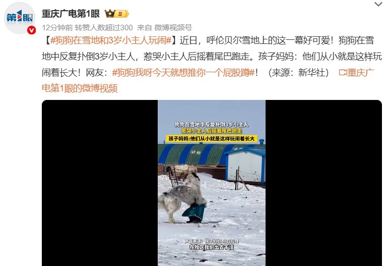 狗狗在雪地和3岁小主人玩闹 家长的心可真大！狗这是明显把孩子当成猎物来练手，只是