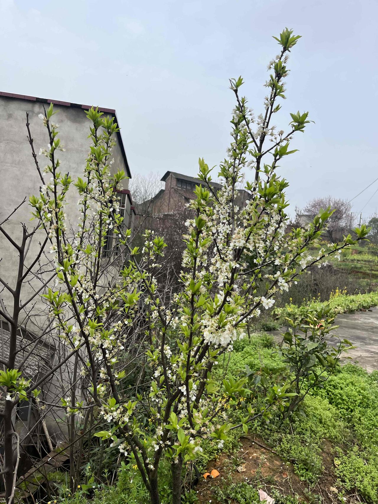 又是一年李花落寞时