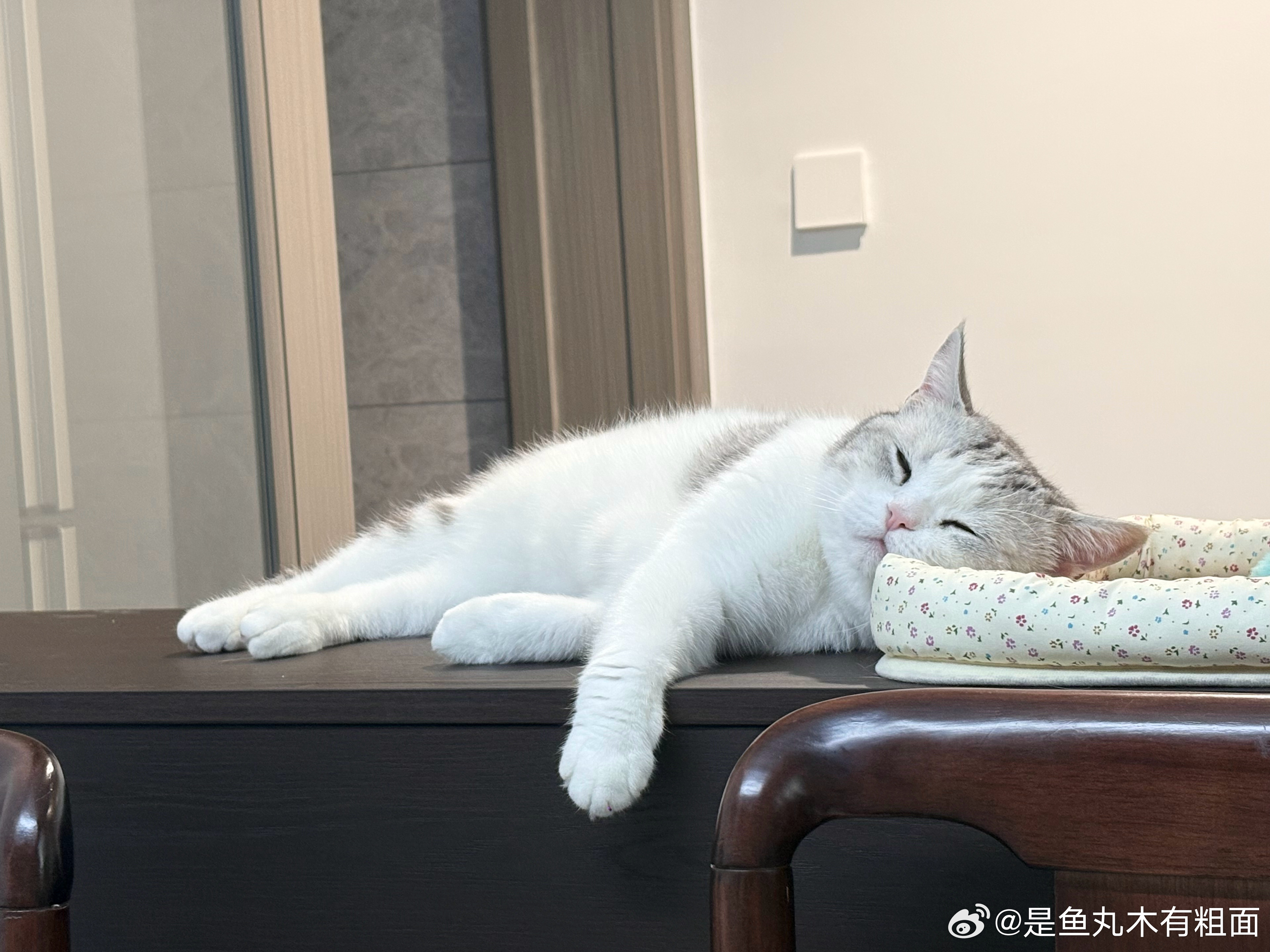 “我是肥猪，睡了拜拜” 