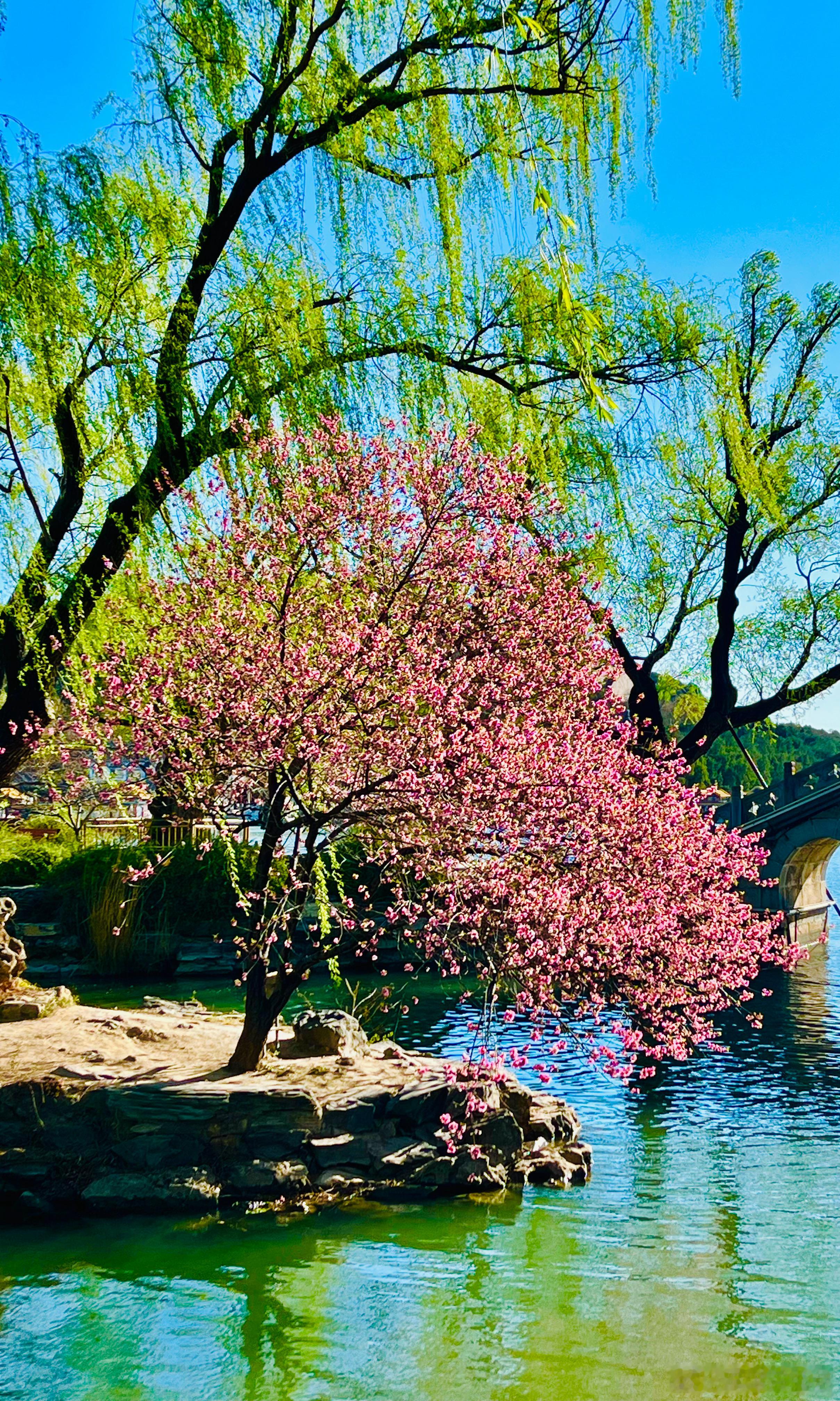 颐和园 豳风桥畔 桃花开摄影