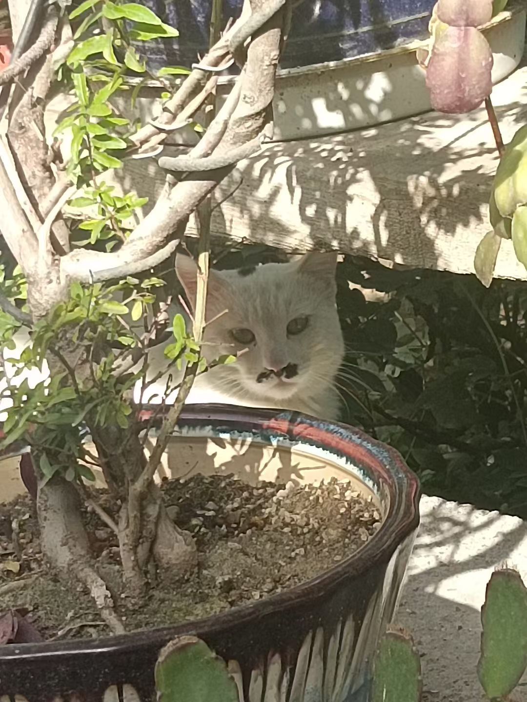 同样是乱七八糟奶牛花色，我外婆家的八嘎猫和我单位的眉清气秀猫，哈哈哈哈，完全不一