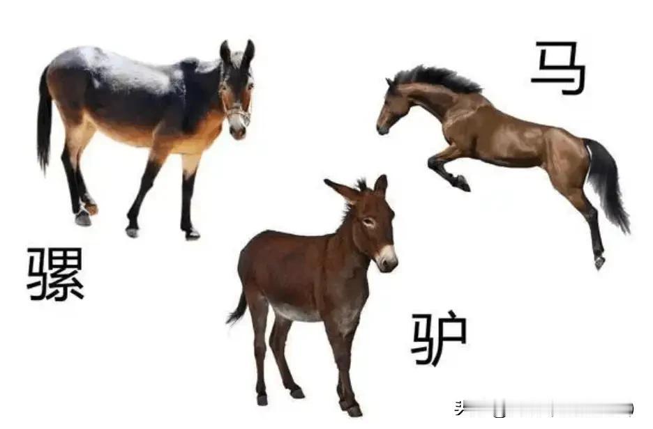 年轻的男人，就像一匹骏马，自由快乐的奔跑在辽阔的草原上…

中年的男人，就像一头