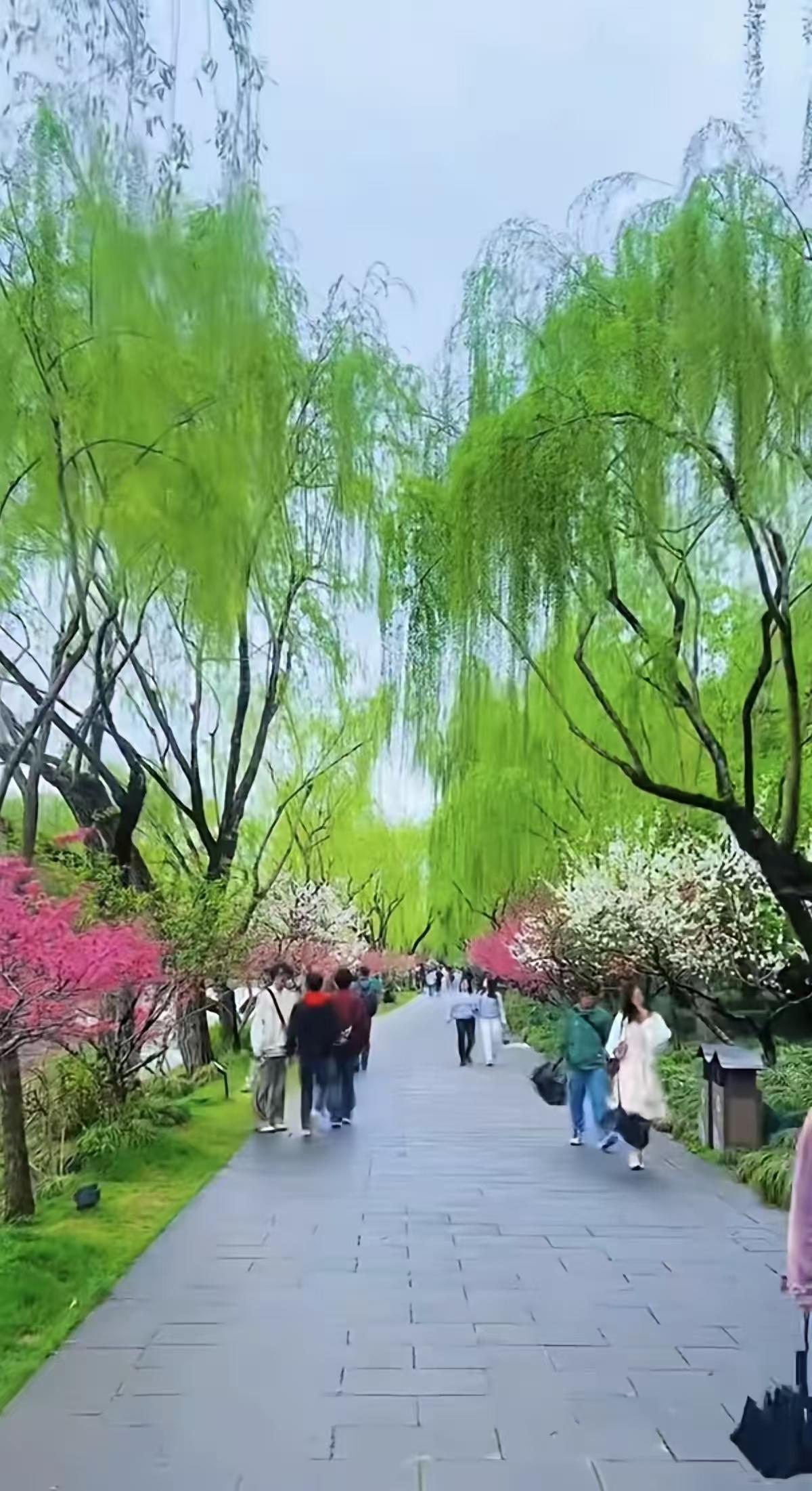 天净沙·春到江南
春临早至江南，
柳青花艳盈瞻，
游客轻装语甜。
欢声一片，
乐