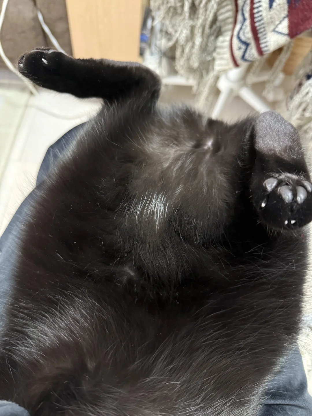 原来你是牛多奶少的奶牛猫！（翻肚肚