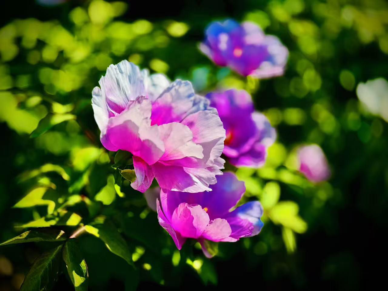 我的今日状态：😁轻松愉快
我这里的天气：🌤️多云
      芍药辞
   