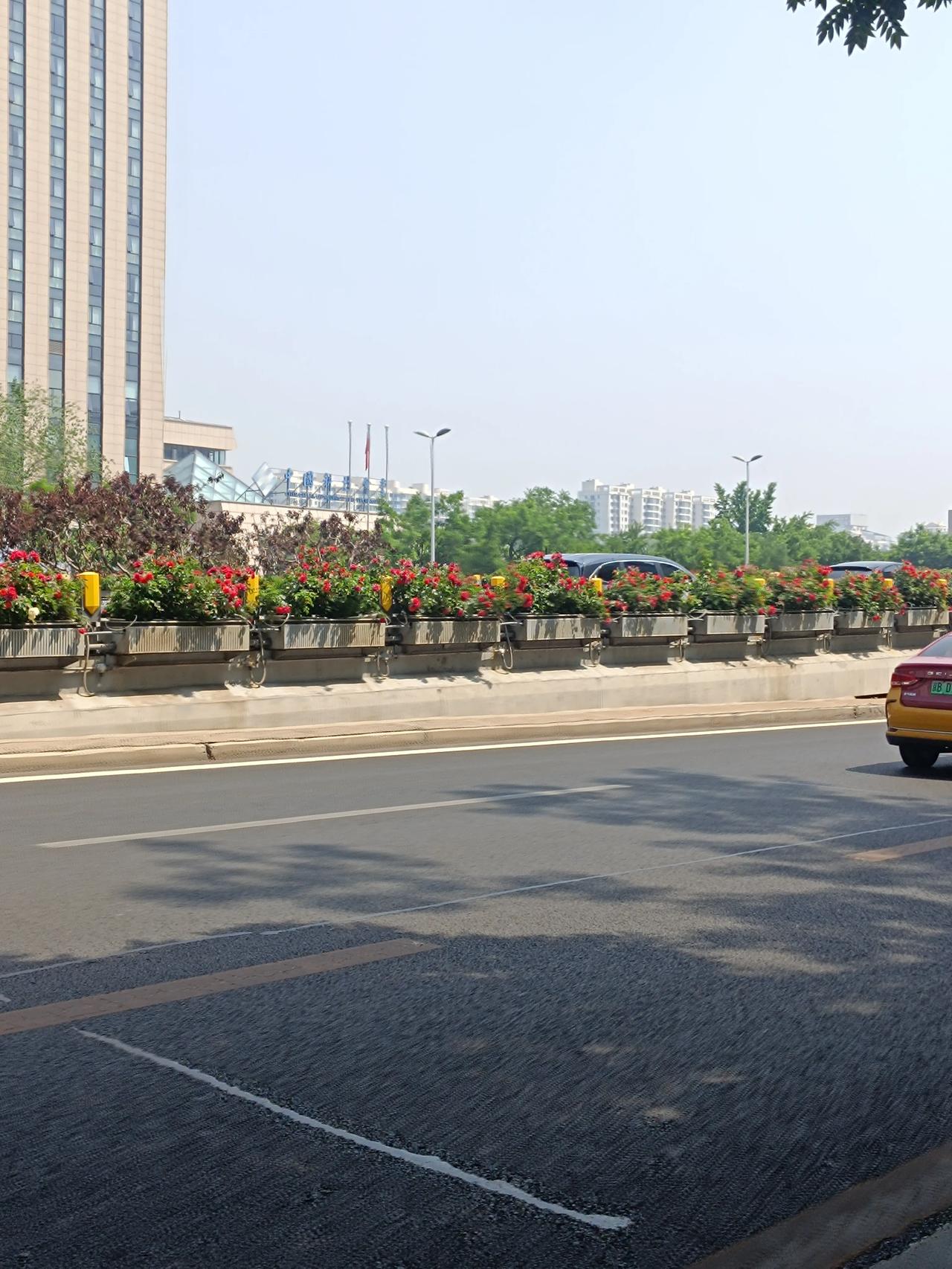 真的是太漂亮了啊，桥上摆了这么多花，这是为了迎接老特吗？确实是很漂亮啊，坐着车看