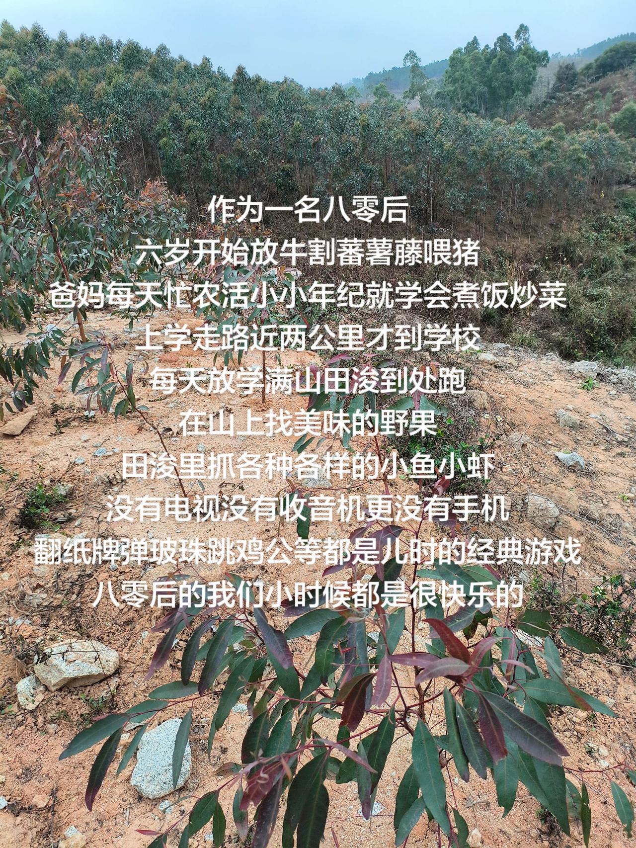 作为一名八零后
六岁开始放牛割蕃薯藤喂猪
爸妈每天忙农活小小年纪就学会煮饭炒菜