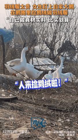 万万没有想到！河南信阳，女子觉得羽绒服太贵，于是盯上在家鹅圈里的大鹅，每天在里面