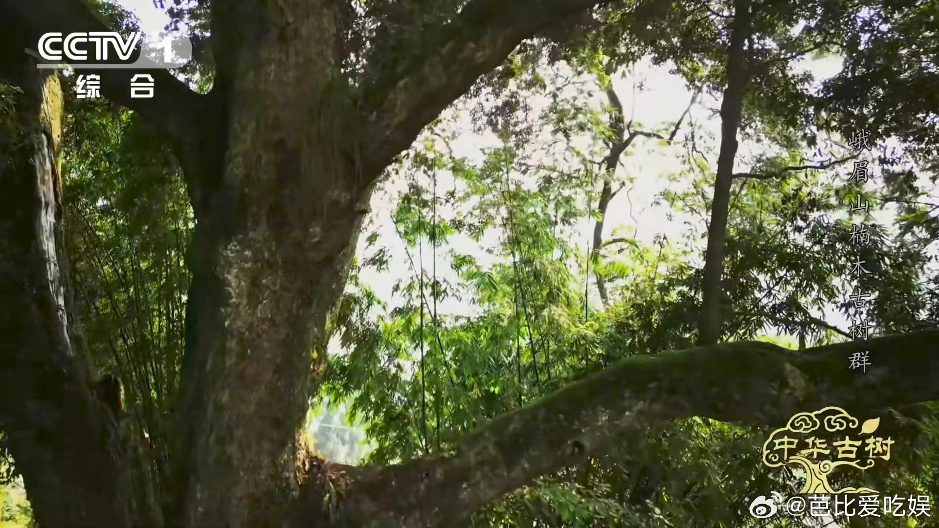 峨眉千年楠木王有十几层楼高峨眉山有座会生长的露天博物馆一整个被惊艳住！活了上千年