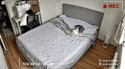活久见
猫咪天天为主人整理床铺
不看不知道
一看吓一跳
这视频到底是真的还是假的