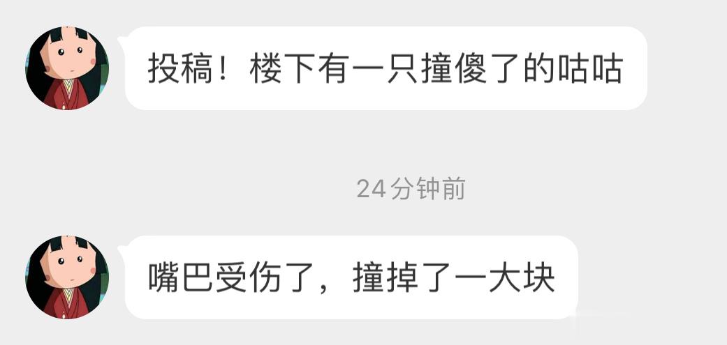 #撞玻璃的鸟# 撞玻璃的珠颈斑鸠喙都撞破了，舌头若隐若现[泪] ​​​