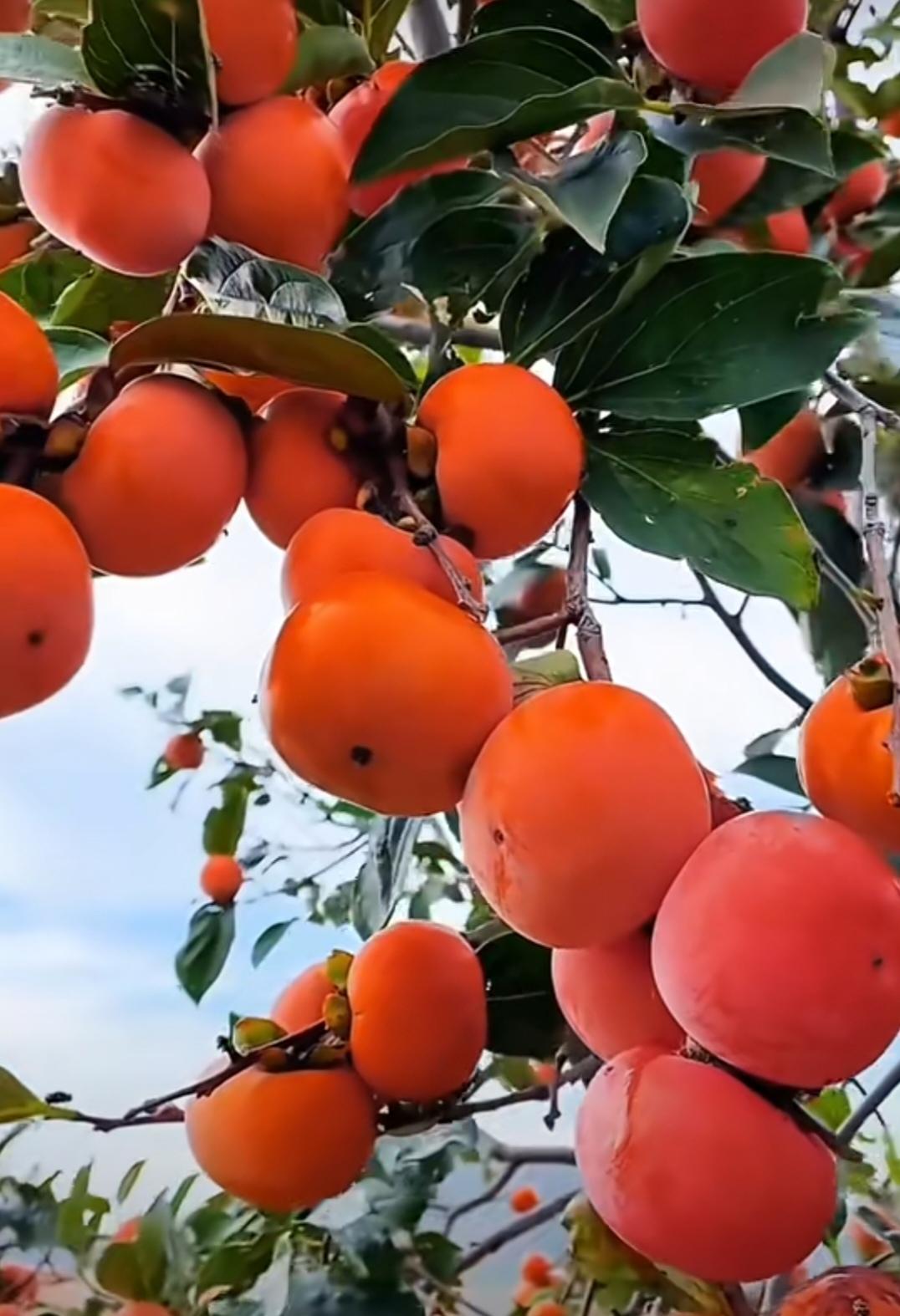 柿子啊，
叫我该如何说你呢？
你自身强硬不起来，
一边抱怨别人专挑软的捏，
一边