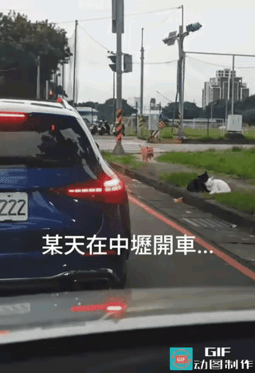 一男子将车停在路边，看到了这么有趣的一幕，一只黑猫和一只白猫正躺在路边秀着恩爱，