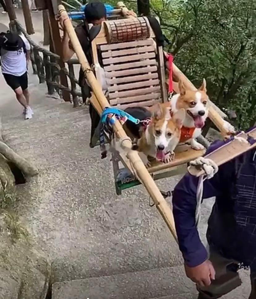 [doge][doge][doge] ​​​