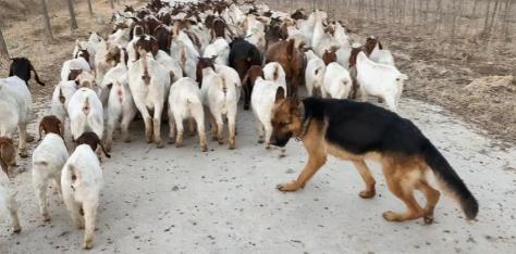 为什么狼群不敢袭击有牧羊犬的羊群？一位牧民解释说，在野外，如果狼攻击牧羊犬，这些