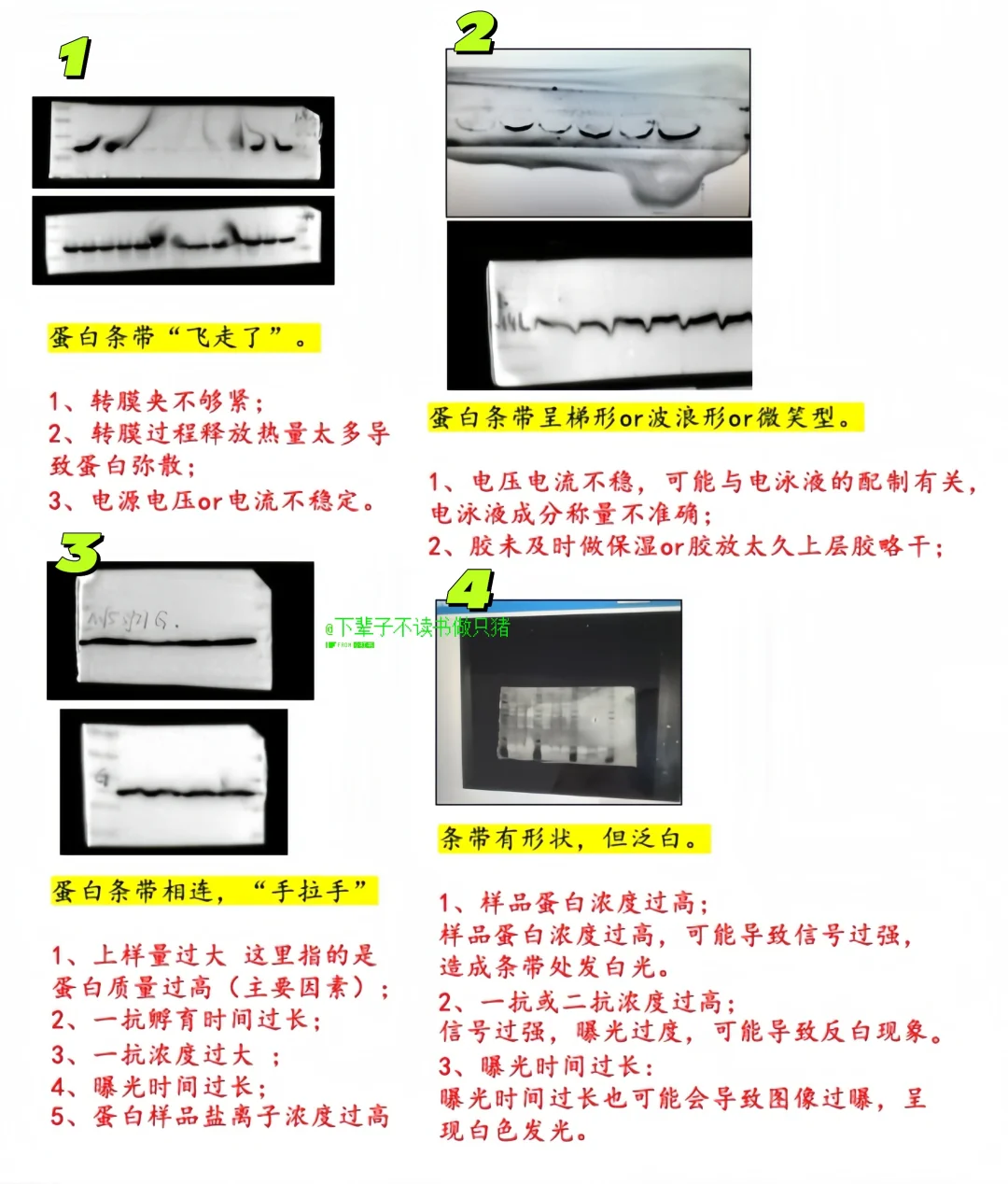 ⚠️总结了15种wb条带常见的问题以及解决方案