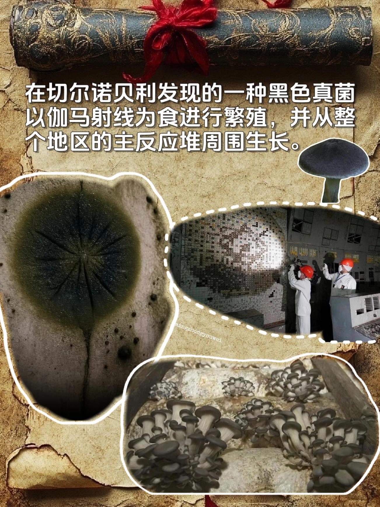 球孢枝孢菌是一种生存能力极强的霉菌，其核心生存条件为常温（20-30℃...