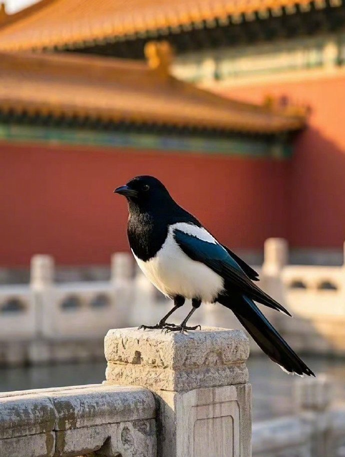 点赞这只喜鹊，明天开始你将好运连连！ 