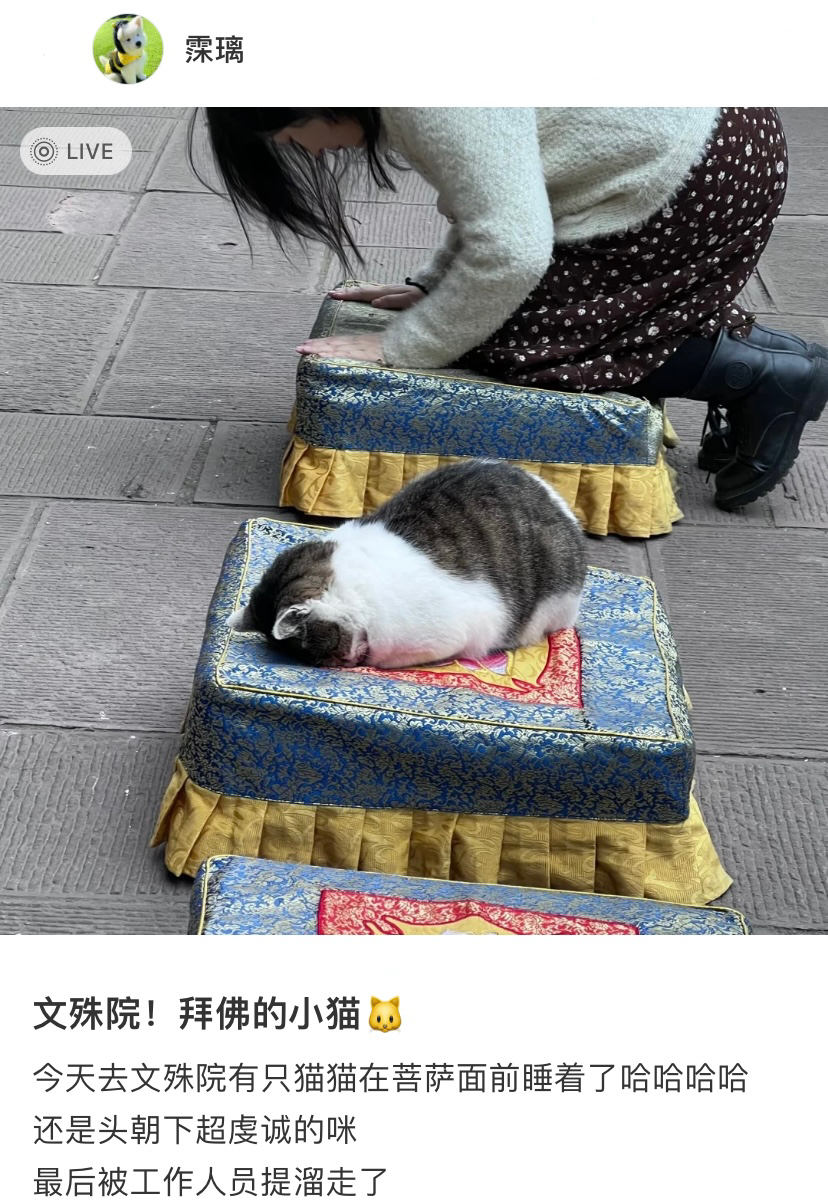 虔诚拜拜的小猫咪保佑保佑，下辈子还做小猫🐱 ​​​