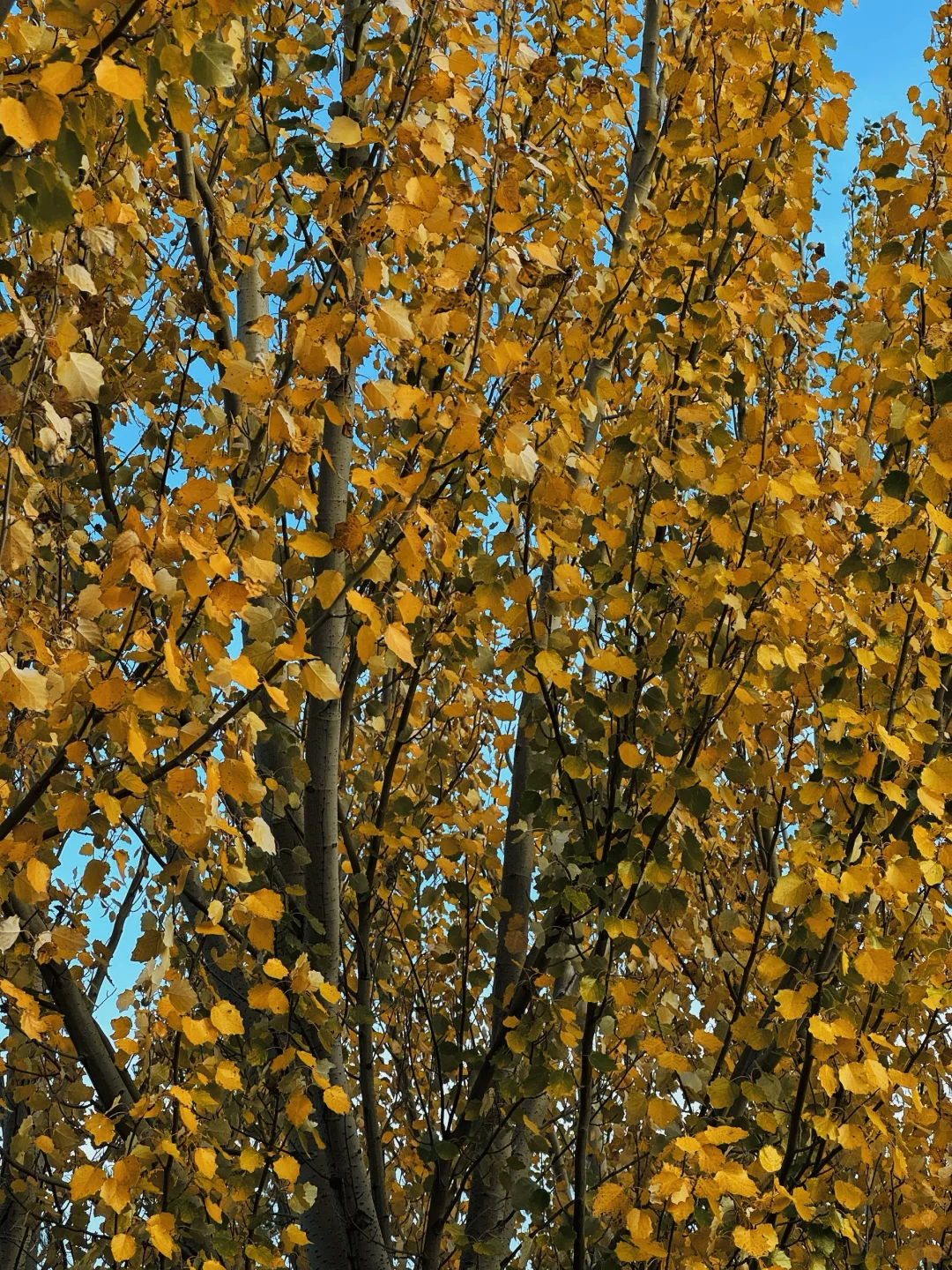 鄂尔多斯｜秋天是被宇宙咬碎的黄昏🍂