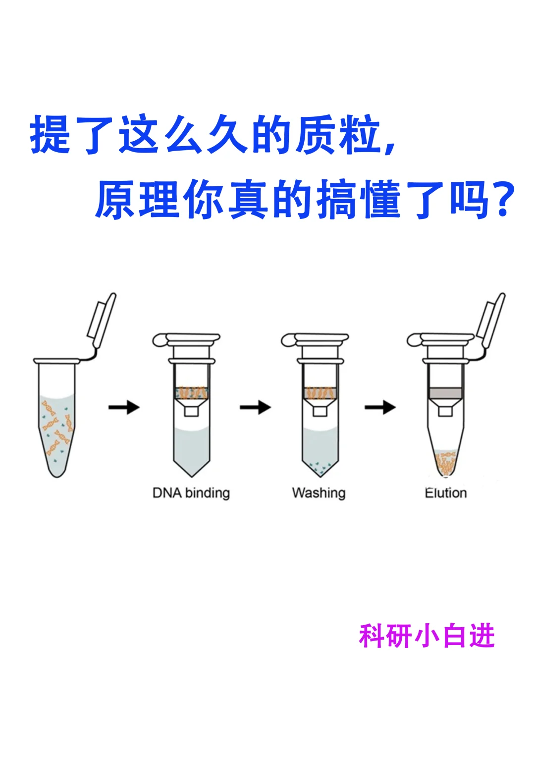 提了这么久的质粒，原理你真的搞懂了吗？