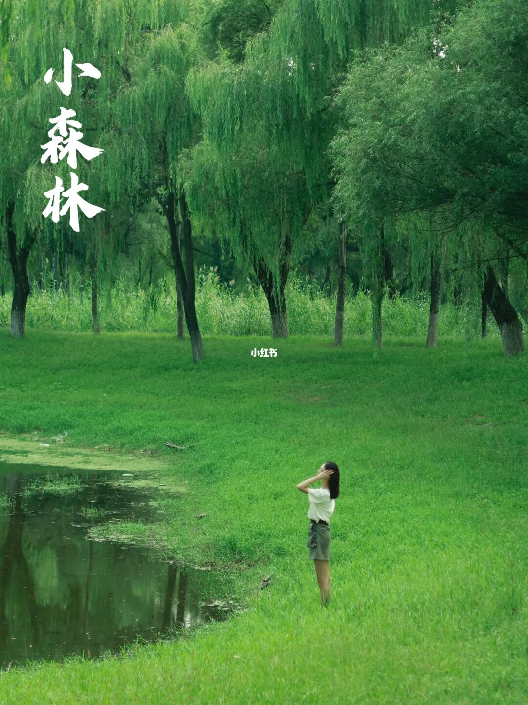 50min直达河边的免费营地‼️草坪、森林、河流