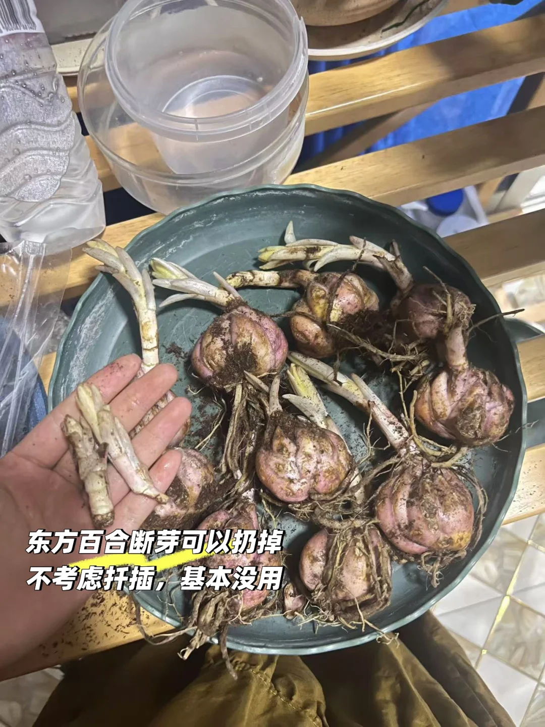 19.9十个特价长芽艾莎的种植小贴士