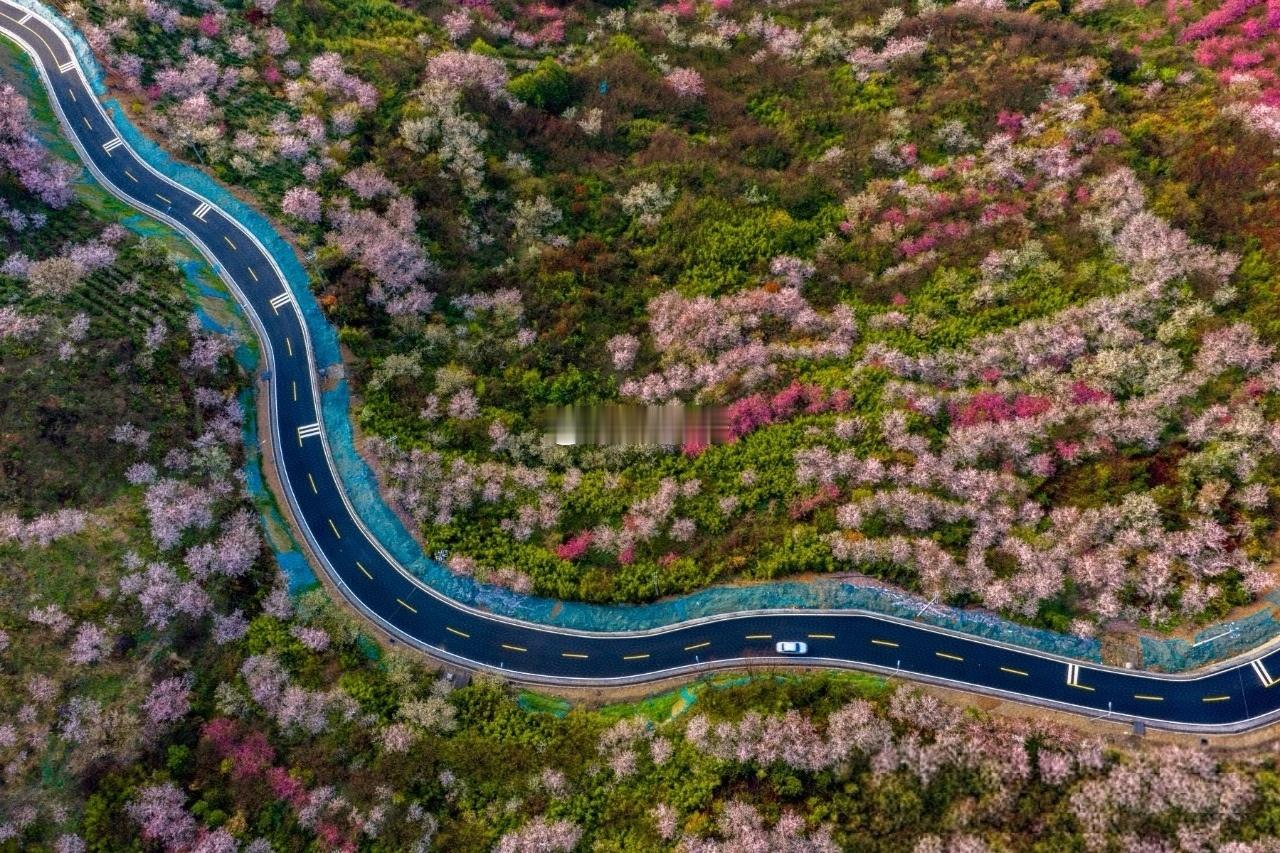 绍兴嵊州下王镇泉岗村清白线，一路繁花，次第绽放！不开滤镜拍中国