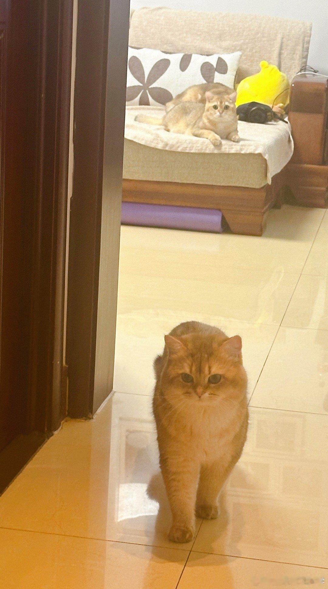 三只小猫？#萌宠闹新春##萌宠##猫咪# ​​​