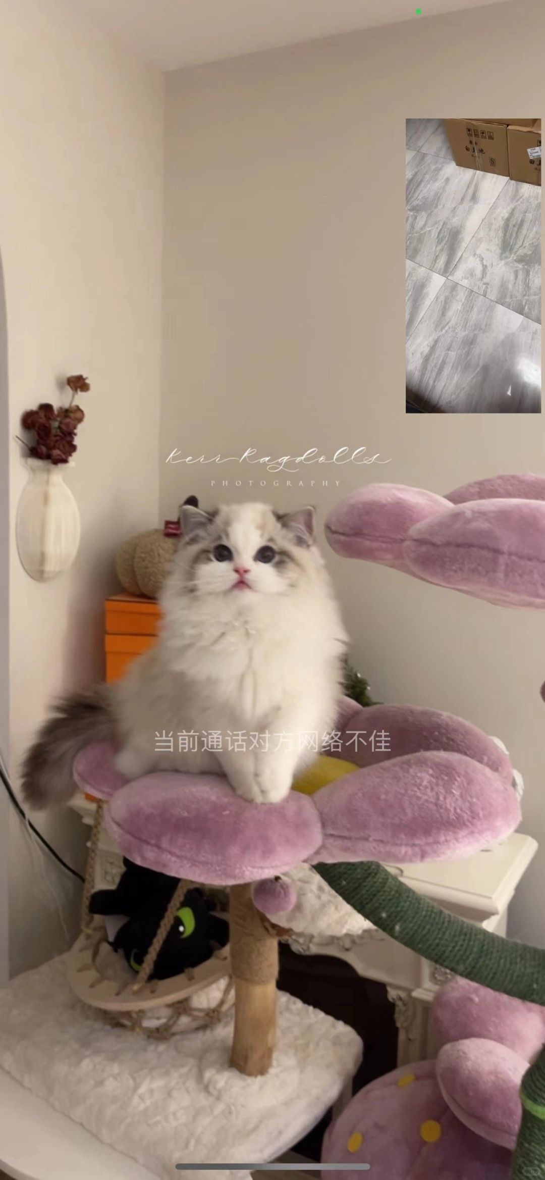 KERR布偶猫｜视频截图太好看了🥹