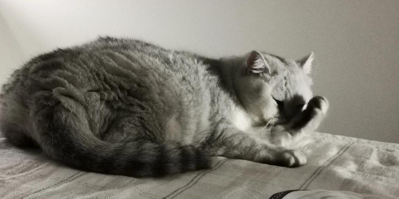 晒出你家的调皮小猫