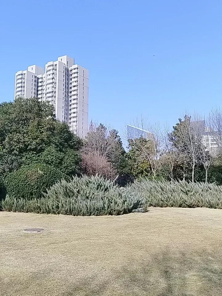 可以看看你们拍的树吗