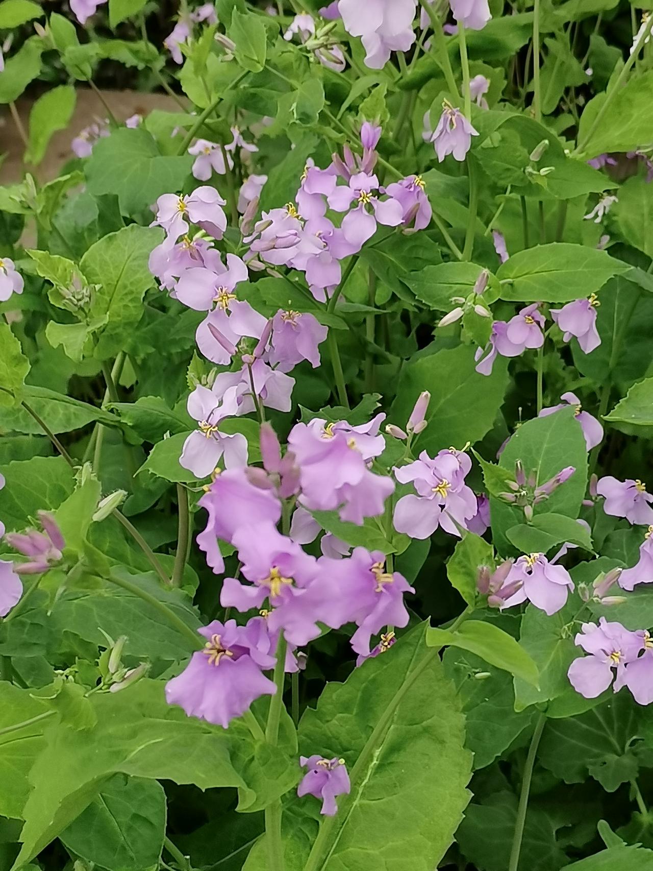 特朗普梦想要让加拿大成为美国的第五十一个州，但他绝没有想到，美国事实上变成了以色