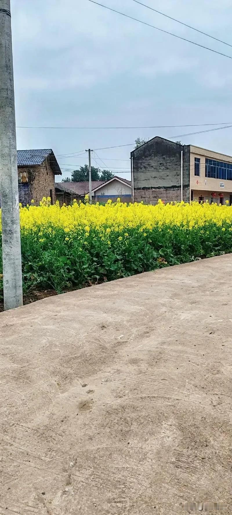 油菜花都不认识？城市和农村的孩子差距这么大吗？
昨天去朋友家玩，无聊玩手机的时候