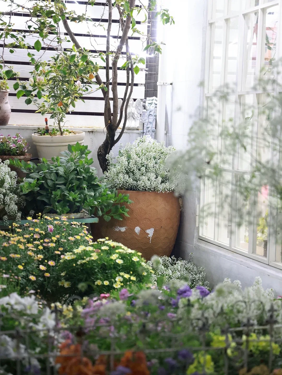 每天早上不刷牙不洗脸第一时间看花。睡觉之前刷着牙也是看花，以至于经常找不到牙刷哈