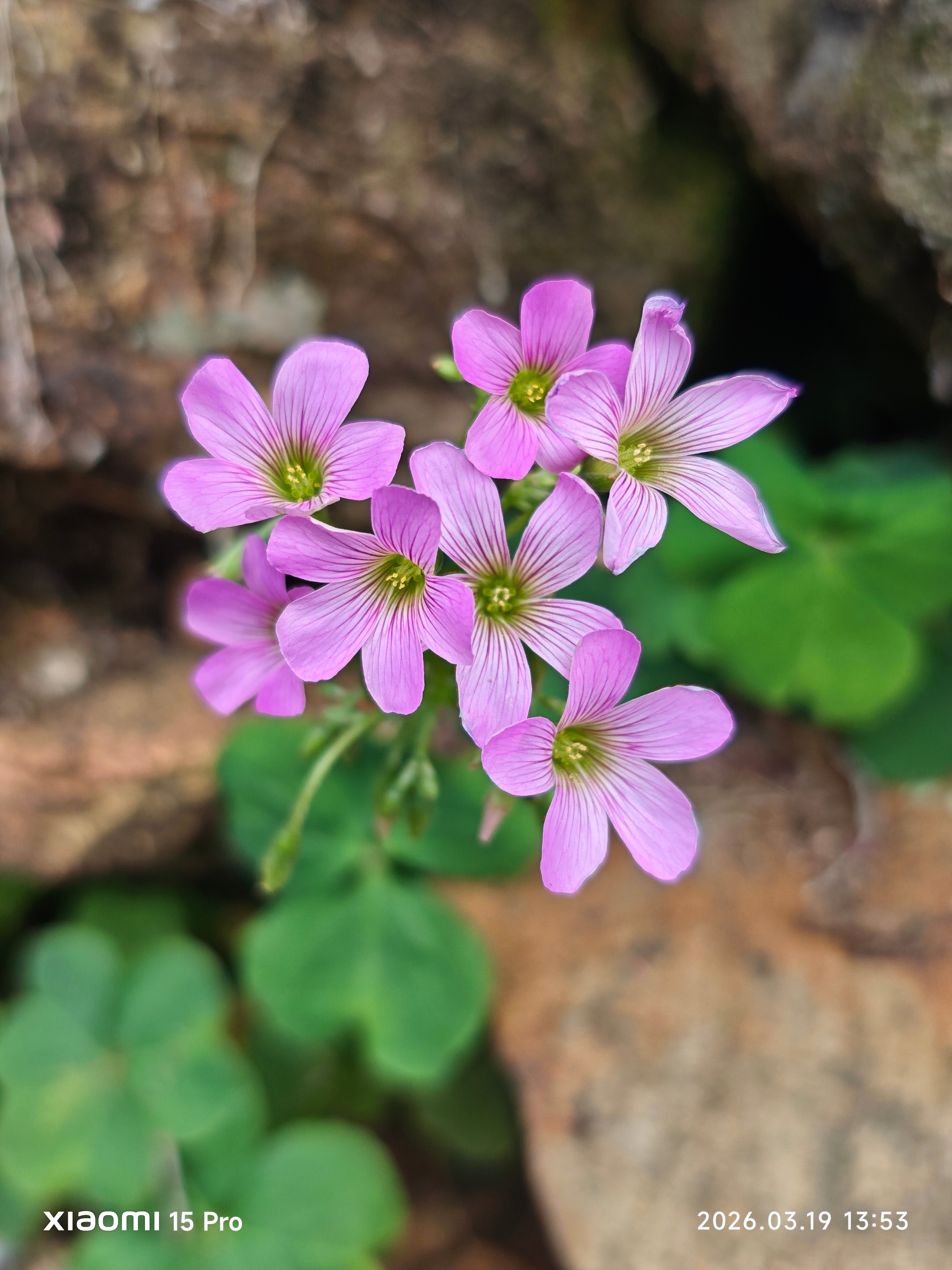 今日小米手机摄影大赛投稿《春日里的小花》