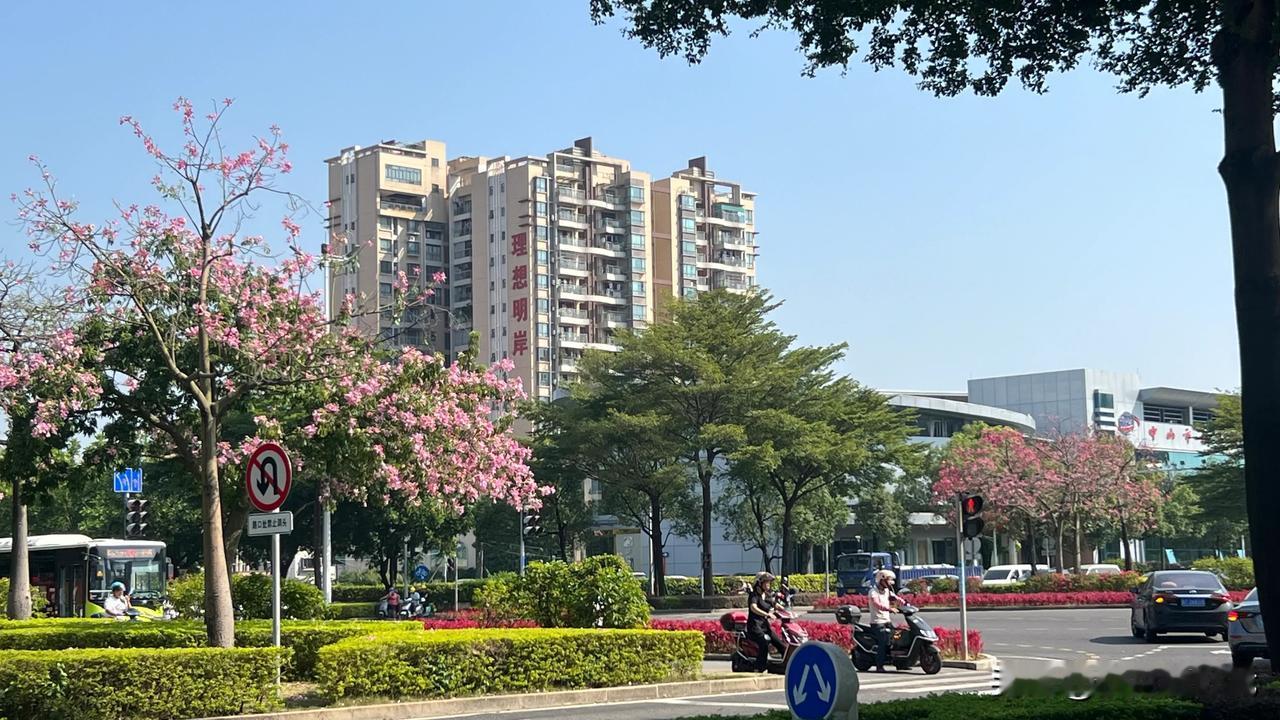#上联：踏春夏秋冬路，
请你对下联# 觅南北西东友

寒露过后的秋季，岭南异木棉