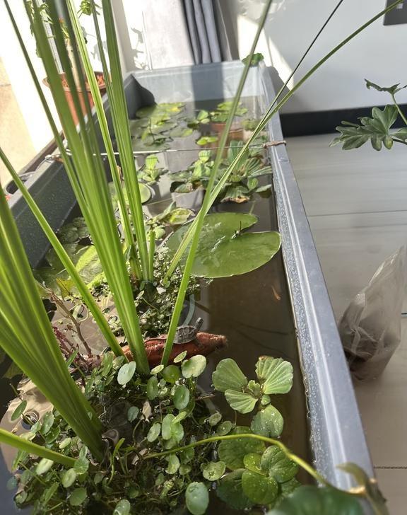 养小龟和大龟的区别
小苗缸甚至能种莲花……
缸 宠物龟
生态龟缸 鱼缸造景
新手