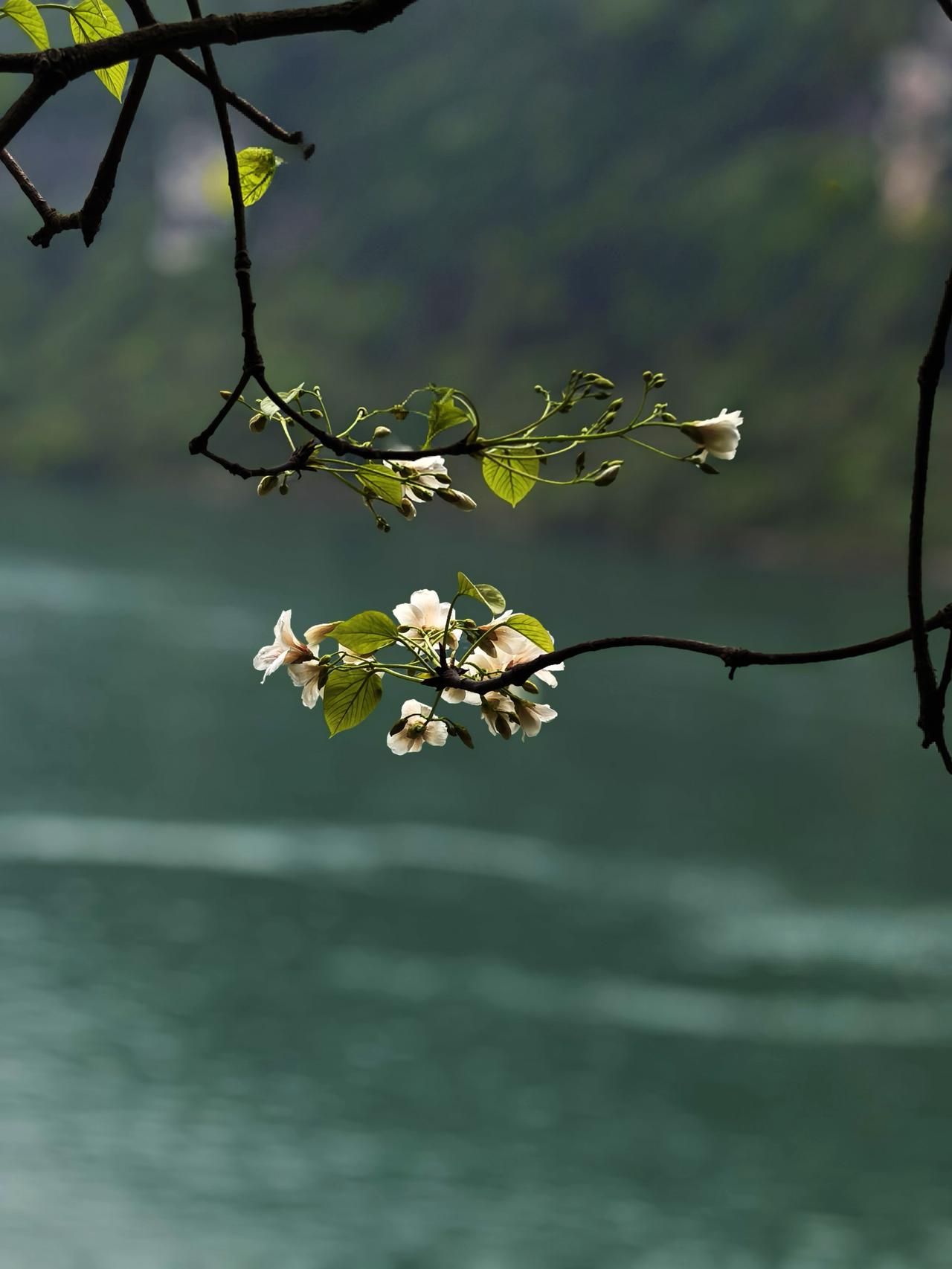 疏枝循上下，新蕊探层楼。
已作东风使，还寻春色幽。
旅行随手拍 旅行摄影 
4月